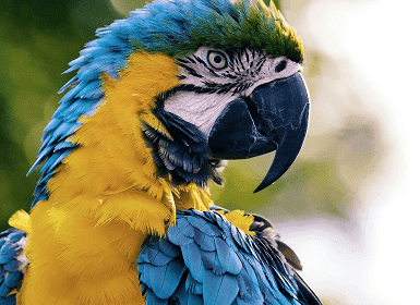 Birdwatching Paradise