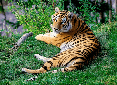 Mudumalai Jungle Safari